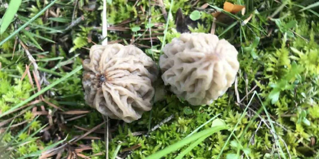 Halk arasında ‘göbek’ diye biliniyor, 1.800 rakımdan toplanıyor: Kilosu 1500 TL! 8